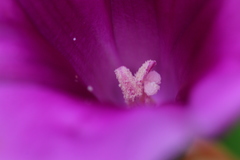 Ipomoea oblongata