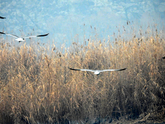 Larus armenicus