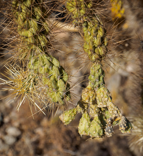 Chain-fruit Cholla