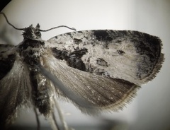 Olethreutes malana