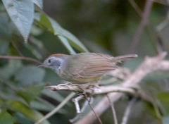 Dysithamnus mentalis