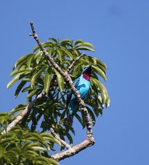 Cotinga cayana