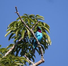 Cotinga cayana