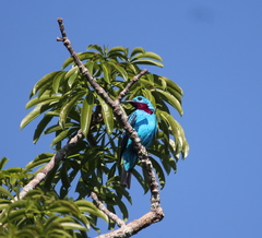 Cotinga cayana
