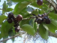 Chrysophyllum argenteum