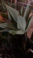 Agave attenuata