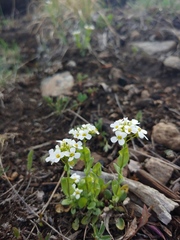 Noccaea fendleri