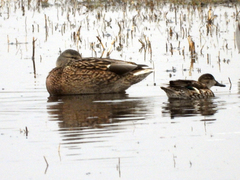 Anas platyrhynchos