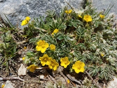 Potentilla rubricaulis