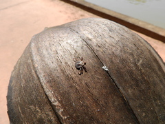 Amblyomma cajennense