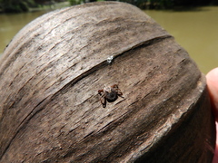 Amblyomma cajennense