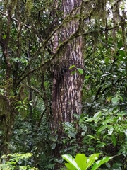 Calophyllum polyanthum