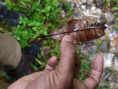 Calophyllum polyanthum