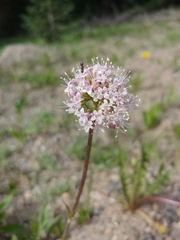 Valeriana acutiloba