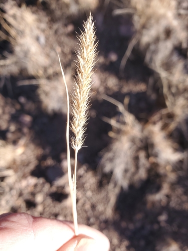Image of Wolftail (Muhlenbergia alopecuroides) by no rights reserved