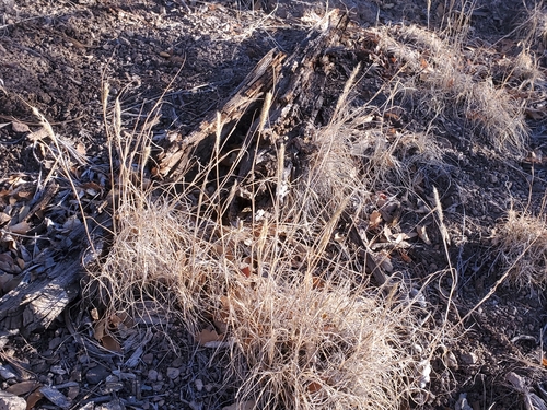 Image of Wolftail (Muhlenbergia alopecuroides) by no rights reserved