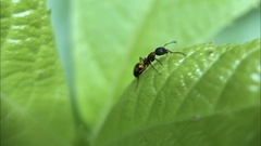 Dolichoderus plagiatus