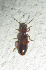 Eucymatodera