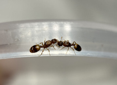 Temnothorax duloticus