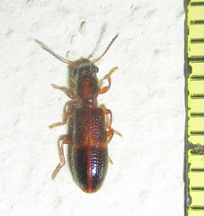 Eucymatodera