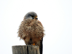 Falco tinnunculus