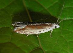 Ancylis diminuatana