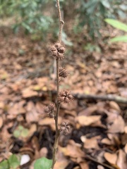 Urena lobata image