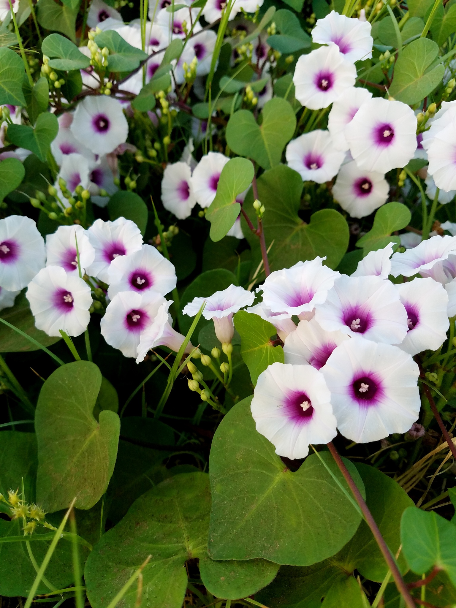 Ipomoea amnicola