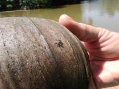 Amblyomma cajennense