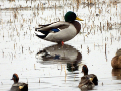 Anas platyrhynchos