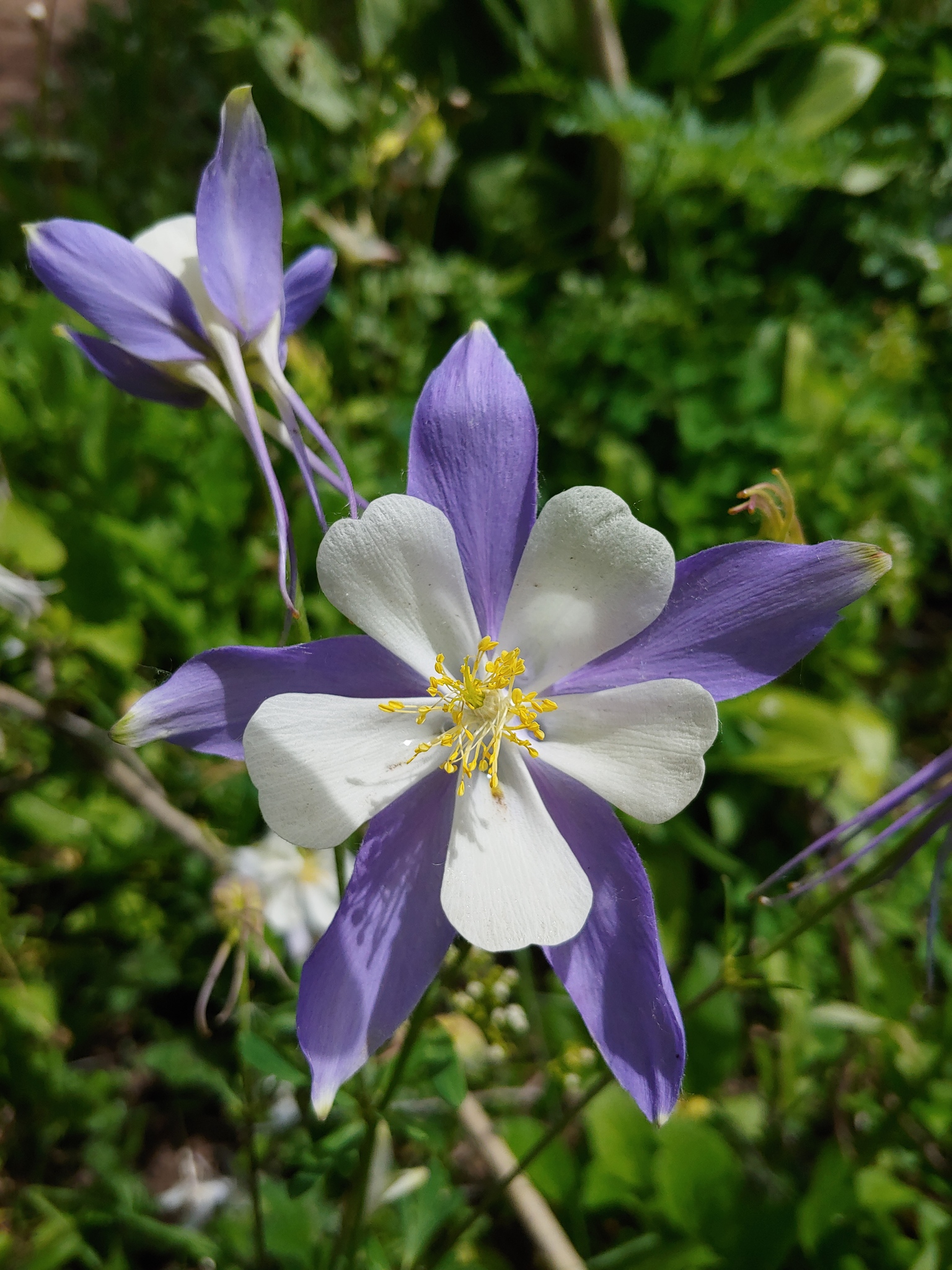 Aquilegia coerulea