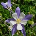 Blue Columbine - Photo (c) Jennifer Ackerfield, some rights reserved (CC BY-NC), uploaded by Jennifer Ackerfield