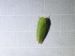 Rugosana