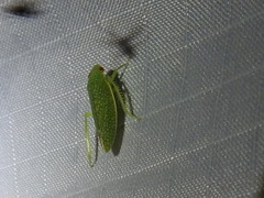 Rugosana