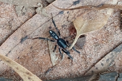 Ianduba