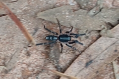 Ianduba
