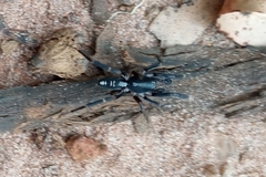 Ianduba