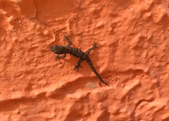 Gonatodes albogularis