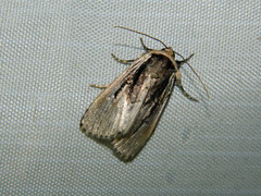 Sympistis badistriga