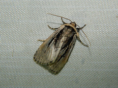 Sympistis badistriga