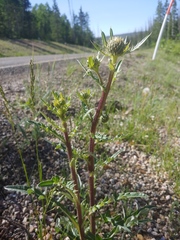 Cirsium clavatum