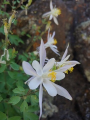 Aquilegia coerulea