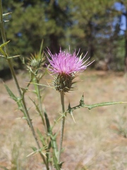 Cirsium wheeleri