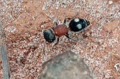 Darditilla debilis