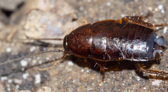 Parcoblatta virginica