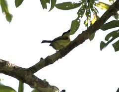 Todirostrum chrysocrotaphum