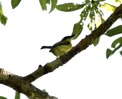 Todirostrum chrysocrotaphum