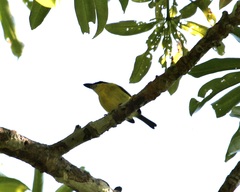 Todirostrum chrysocrotaphum
