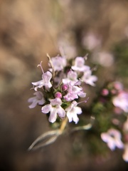 Thymus hyemalis