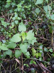 Lamium maculatum
